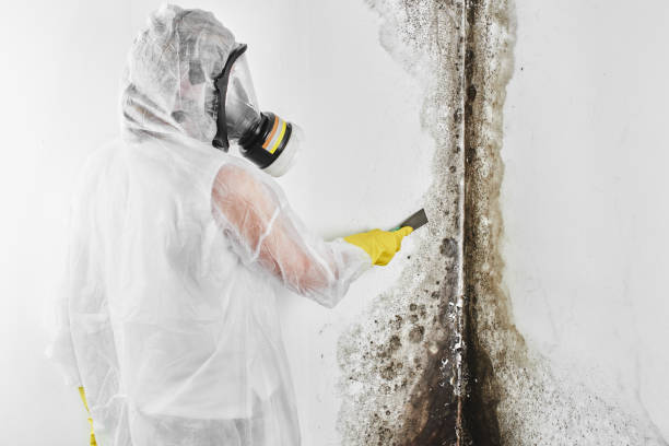 Best Comprehensive Air Testing for Mold Contaminants  in Sandoval, IL